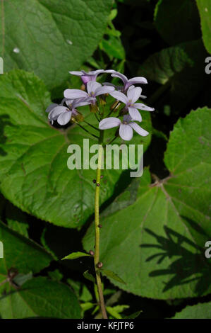 Coralroot bittercress bulbifer 'cardamine' rose / lilas fleur, rare, violet-brun bulbils, bois, sol calcaire..uk Somerset Banque D'Images