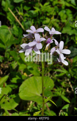 Coralroot bittercress bulbifer 'cardamine' rose / lilas fleur, rare, violet-brun bulbils, bois, sol calcaire..uk Somerset Banque D'Images