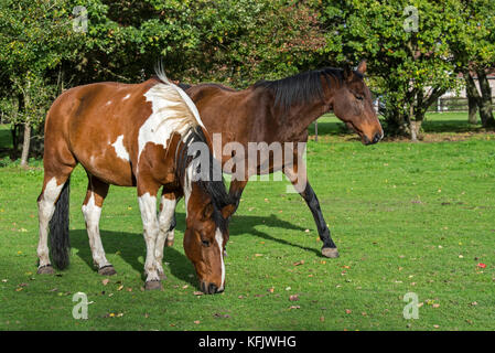 Pinto Horse / étalon quarter horse jument warmblood belge et à l'extérieur dans le champ Banque D'Images