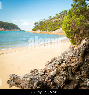 Racines d'arbres altérées sur la plage de refuge Cove, parc national Wilsons Promontory, Victoria, Australie Banque D'Images
