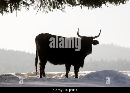 Heck bovins (Bos domesticus) bull dans la neige en hiver Banque D'Images