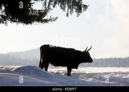 Heck bovins (Bos domesticus) bull dans la neige en hiver. Banque D'Images