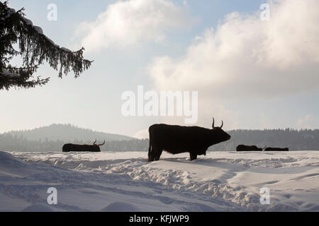 Heck bovins (Bos domesticus) taureaux dans la neige en hiver Banque D'Images