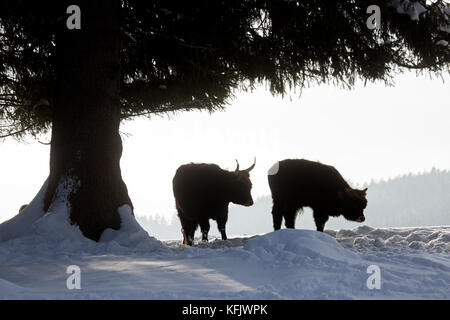 Heck bovins (Bos domesticus) deux jeunes taureaux en vertu de l'arbre dans la neige en hiver Banque D'Images