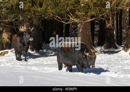 Heck bovins (Bos domesticus) taureaux de quitter la forêt dans la neige en hiver Banque D'Images