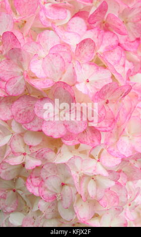 Fleurs voyantes (panicules) d'Hydrangea paniculata 'Vamille Fraise' affichage coloration rose dans un jardin anglais border en été (août), Royaume-Uni Banque D'Images