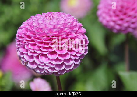 Dahlia 'Wizard of Oz', un pompon dahlia, fleurir dans un jardin anglais border en été (août), Royaume-Uni Banque D'Images