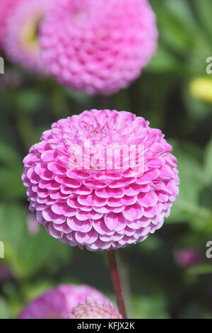 Dahlia 'Wizard of Oz', un pompon dahlia, fleurir dans un jardin anglais border en été (août), Royaume-Uni Banque D'Images