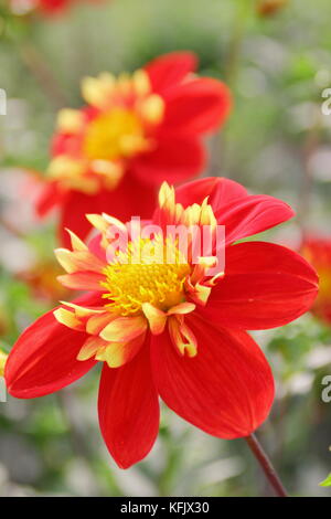 Dahlia 'Ann Breckenfelder', un type de collerette dahlia, en pleine floraison dans un jardin anglais border à la fin de l'été Banque D'Images