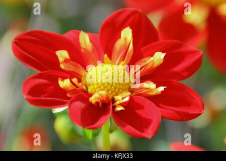 Dahlia 'Ann Breckenfelder', un type de collerette dahlia, en pleine floraison dans un jardin anglais border à la fin de l'été Banque D'Images