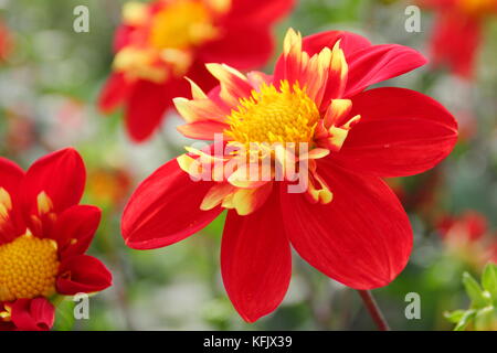 Dahlia 'Ann Breckenfelder', un type de collerette dahlia, en pleine floraison dans un jardin anglais border à la fin de l'été Banque D'Images