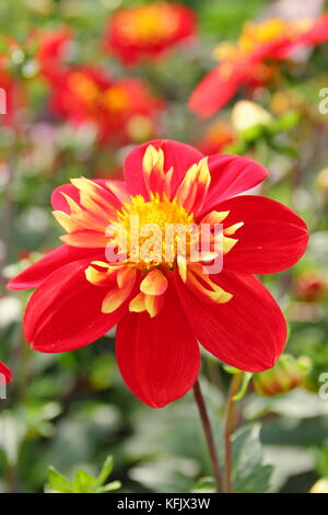 Dahlia 'Ann Breckenfelder', un type de collerette dahlia, en pleine floraison dans un jardin anglais border à la fin de l'été Banque D'Images