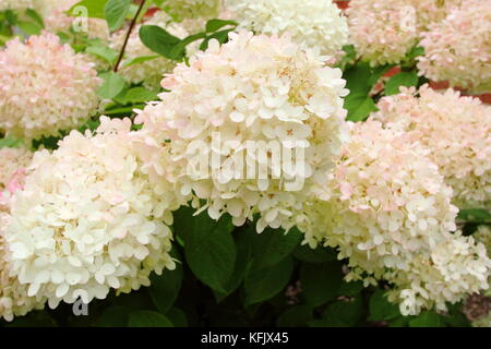 Hydrangea paniculata 'Grandiflora' fleurs (panicules) dans un jardin anglais border en été (août), Royaume-Uni Banque D'Images