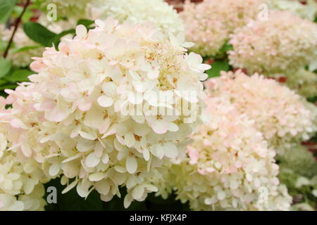 Hydrangea paniculata 'Grandiflora' fleurs (panicules) dans un jardin anglais border en été (août), Royaume-Uni Banque D'Images