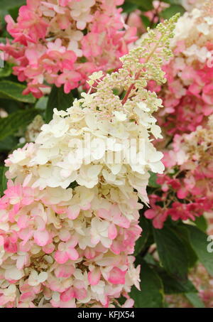 Crème et rose fleurs voyantes (panicules) d'Hydrangea paniculata 'Pinky Winky fleurir dans un jardin anglais en été (août), Royaume-Uni Banque D'Images