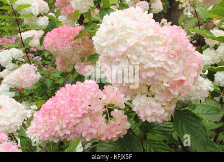 Fleurs voyantes (panicules) d'Hydrangea paniculata 'Vamille Fraise' affichage coloration rose dans un jardin anglais border en été (août), Royaume-Uni Banque D'Images