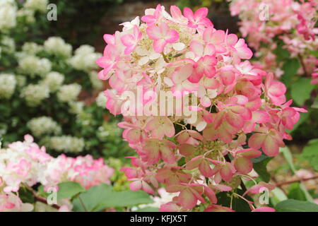 L'Hydrangea paniculata 'Diamant rouge' en pleine floraison rose affichage de teintes sur fleurs crème (panicules) dans un jardin anglais border en été (août Banque D'Images