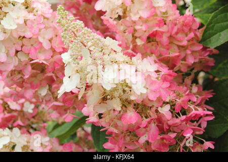 Crème et rose fleurs voyantes (panicules) d'Hydrangea paniculata 'Pinky Winky fleurir dans un jardin anglais en été (août), Royaume-Uni Banque D'Images