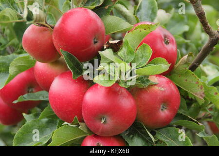 Malus domestica 'Découverte' les pommes, un dessert en début de saison, fruits arrivant à maturité dans un jardin anglais en été (août) Banque D'Images