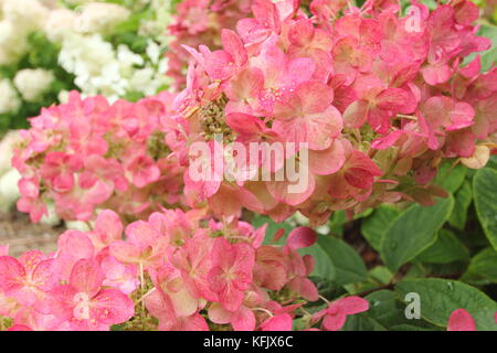 L'Hydrangea paniculata flamme magique' en pleine floraison dans un jardin anglais border en été (août), Royaume-Uni Banque D'Images