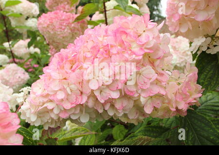 Fleurs voyantes (panicules) d'Hydrangea paniculata 'Vamille Fraise' affichage coloration rose dans un jardin anglais border en été (août), Royaume-Uni Banque D'Images