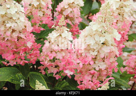 Crème et rose fleurs voyantes (panicules) d'Hydrangea paniculata 'Pinky Winky fleurir dans un jardin anglais en été (août), Royaume-Uni Banque D'Images