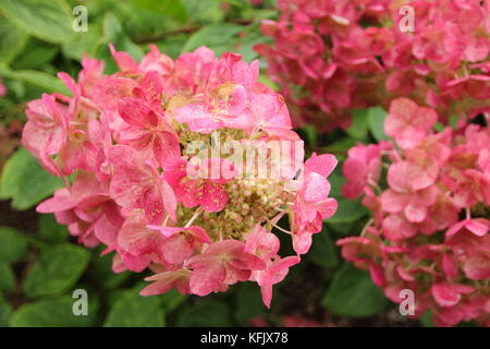 L'Hydrangea paniculata flamme magique' en pleine floraison dans un jardin anglais border en été (août), Royaume-Uni Banque D'Images