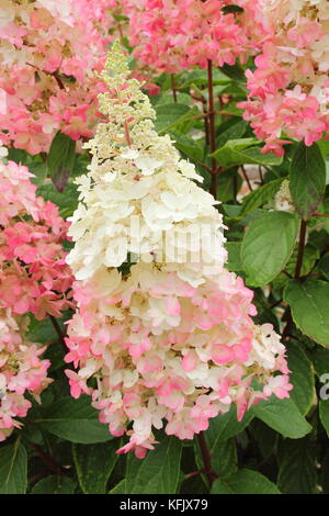 Crème et rose fleurs voyantes (panicules) d'Hydrangea paniculata 'Pinky Winky fleurir dans un jardin anglais en été (août), Royaume-Uni Banque D'Images