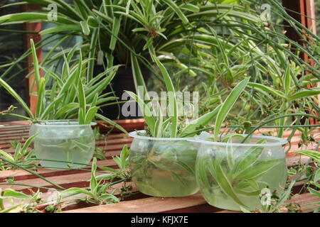 Spider de multiplication des plantes de porteur (stolons) en plaçant dans l'eau pour encourager la croissance des racines de plantes de bébé (plantules), Royaume-Uni Banque D'Images