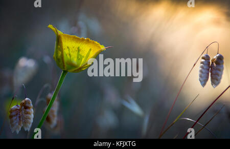 Mariposa Lily, parc national de Mount Tamalpais, Californie Banque D'Images