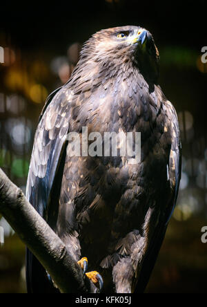 L'Aigle royal (Aquila chrysaetos) sitting on tree Banque D'Images