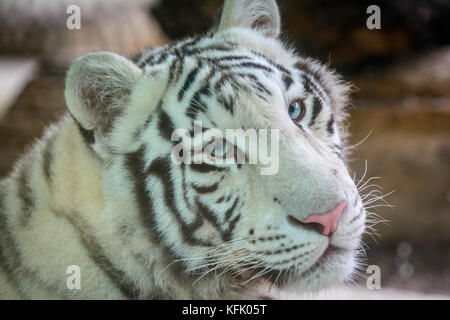 Mele formulaire blanc tigre du Bengale (Panthera tigris tigris) Banque D'Images