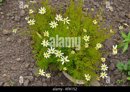 Coreopsis verticillata 'moonbeam' donnant la couverture du sol Banque D'Images