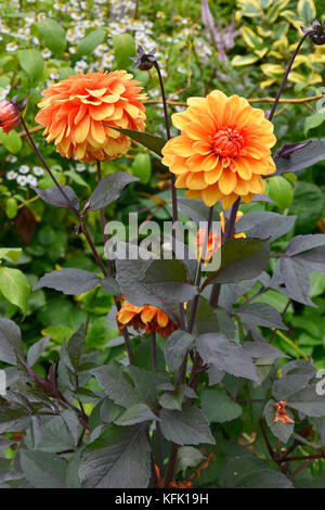 Dahlia 'david howard' close up dans un cottage gardens flower border Banque D'Images