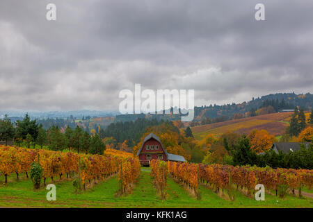 Vignoble en collines sur l'oregon dundee jour brumeux en automne Banque D'Images