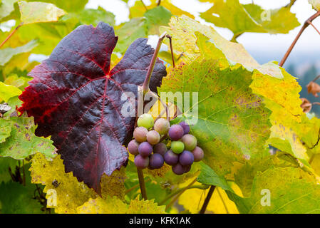 Les raisins sur les vignes à winery à Dundee oregon en automne Banque D'Images