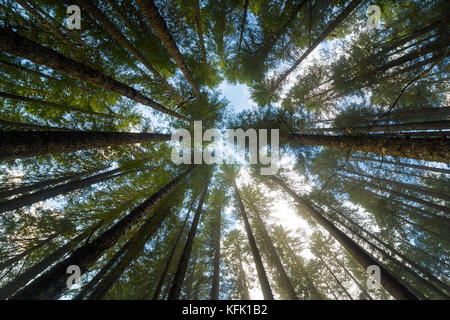 Les sapins en Oregon State Park analogiques les sentiers de randonnée dans la forêt Banque D'Images