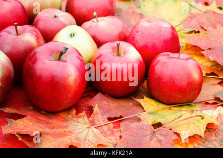 La vie toujours d'un grand nombre de pommes rouges juteuses mûres se coucher sur une table en bois entourée de feuilles d'érable colorées Banque D'Images