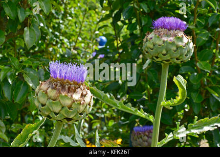 Artichauts cynara scolymus dans un jardin potager Banque D'Images