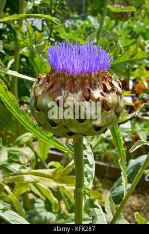 Artichauts cynara scolymus dans un jardin potager Banque D'Images