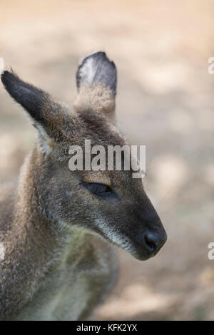 Portrait d'un wallaby en captivité, Espagne Banque D'Images