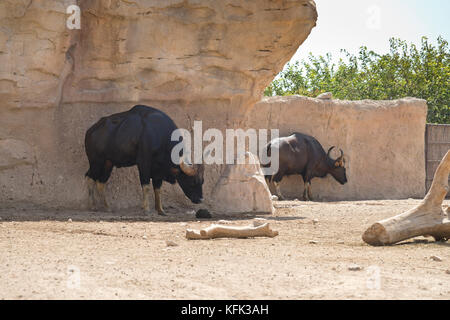 Gaur ou bison indien (Bos gaurus) en captivité, Espagne Banque D'Images