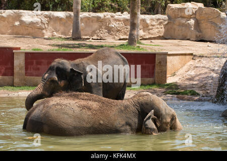 Les éléphants en captivité, Espagne Banque D'Images