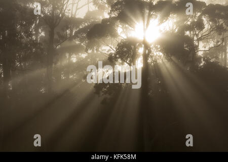 Le soleil traverse les arbres du parc Fowlds, Auckland, Nouvelle-Zélande Banque D'Images