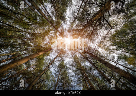 Voir à jusqu'à le soleil à partir de la base de pins, collines du Surrey, UK. Banque D'Images