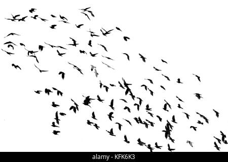 Troupeau de nombreux oiseaux volant noir isolé sur le fond blanc du ciel dans le coin Banque D'Images