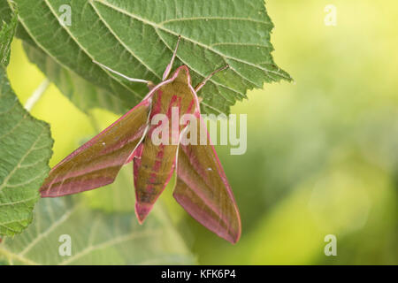 Elephant Hawk-moth (Deilephila elpenor) Banque D'Images