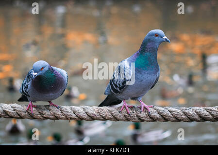 Deux pigeons assis sur la corde la corde sur l'étang dans le parc en automne Banque D'Images