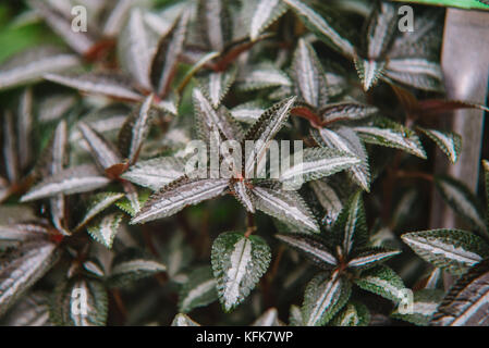 Close up sur feuille urticaceae, vue du dessus Banque D'Images