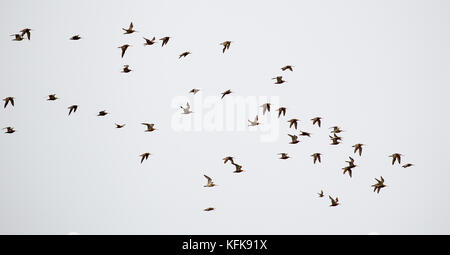 Un troupeau de Bar-tailed barge marbrée (Limosa lapponica) survolant la mer du nord de l'île de juist Frise orientale, en Allemagne, en Europe. Banque D'Images